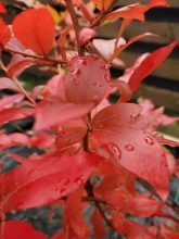 Pensasmustikan väriloistoa syksyllä