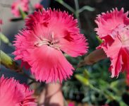 Tilitoimiston pihalla olevat neilikat